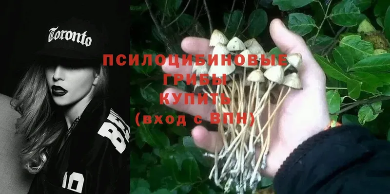 Галлюциногенные грибы Psilocybe  как найти   Кингисепп 